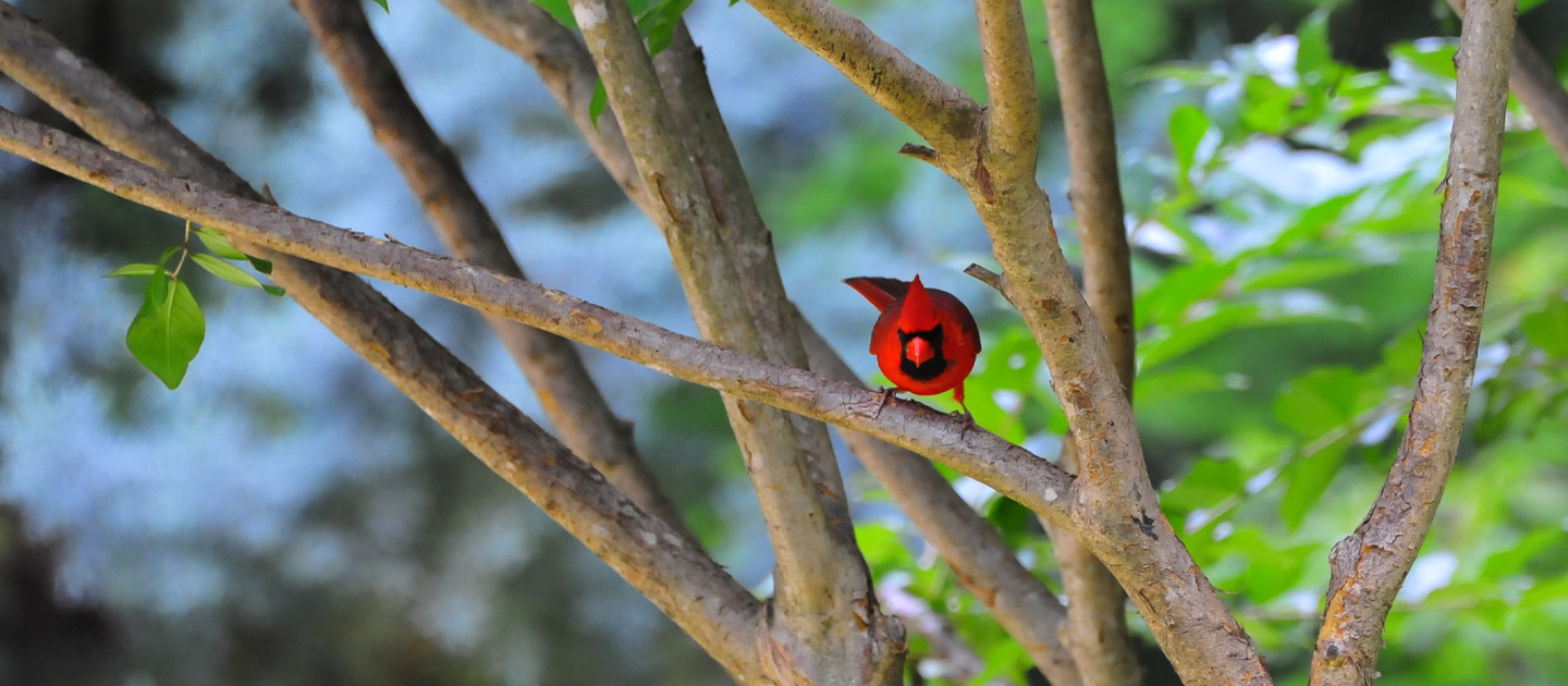 Red Bird Asc Carry the Light